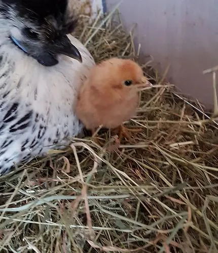 Ferienhof Hanum Gasthof Hanum